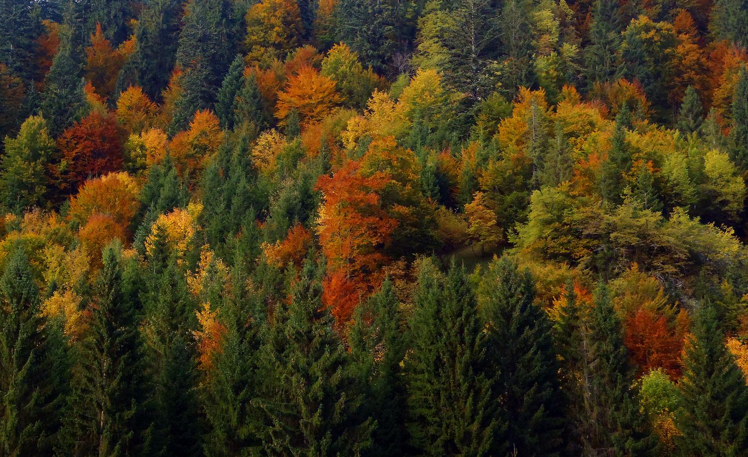 bosco, autunno sulle Dolomiti